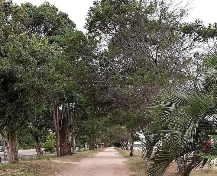 nota-explicativa-podas-de-arvores-na-orla-da-praia-de-arambare