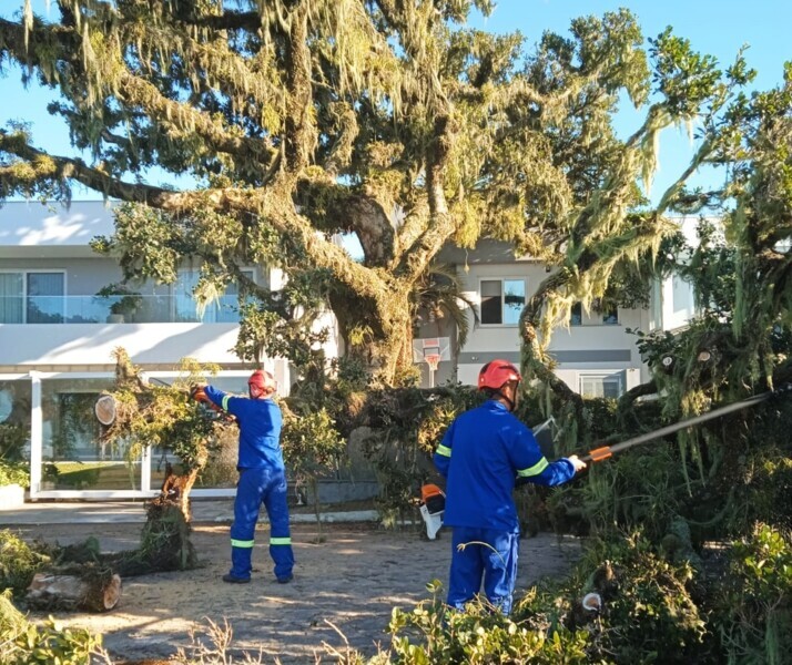 queda-natural-de-parte-de-uma-figueira-centenaria-causa-obstrucao-da-rua-adelino-machado