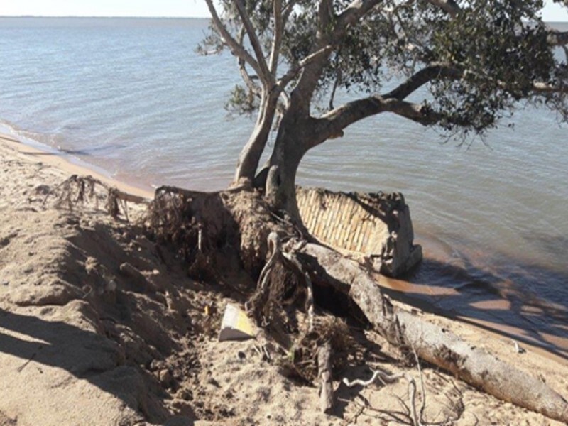 transplante-da-figueira-localizada-no-bairro-caramuru